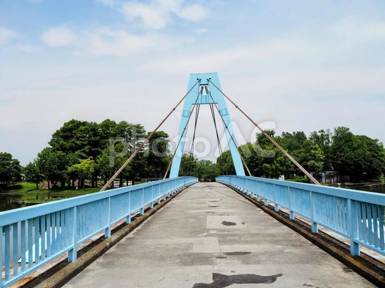 夏の水元公園・水元大橋＆小合溜（葛飾区） 夏,水元公園,水元大橋の写真素材