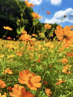 Sunlit cosmos and blue sky, JPG