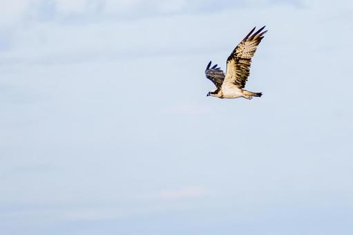 ミサゴ(130) 鳥,ミサゴ,ウオタカの写真素材