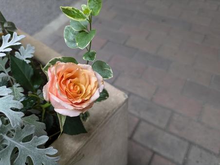 薔薇 薔薇,ばら,バラの写真素材