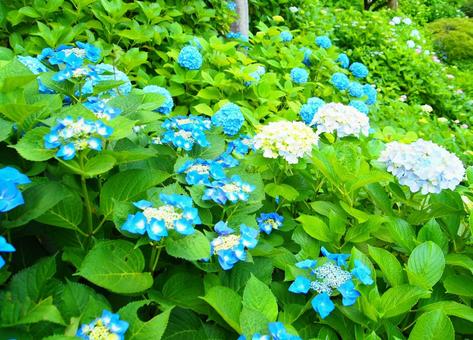 紫陽花 紫陽花の写真