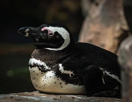 昼寝するペンギンの横顔 昼寝するペンギンの横顔の写真