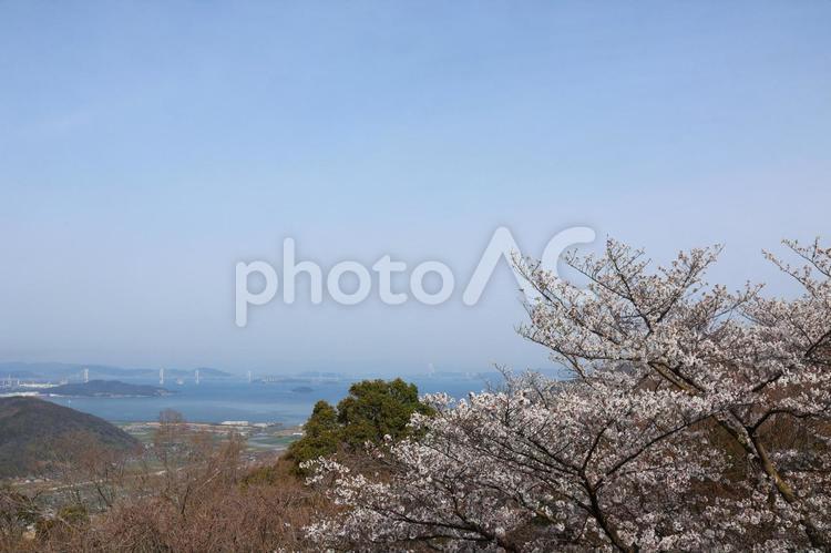 ４月上旬の五色台白峯展望台からの桜の花 背景,桜,花の写真素材