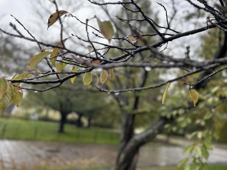 雨の公園 公園,雨模様,雨の写真素材