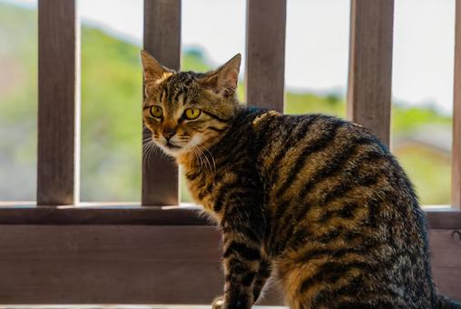 【長崎】雲仙地獄で出会った猫 【長崎】雲仙地獄で出会った猫 長崎,猫,雲仙の写真素材