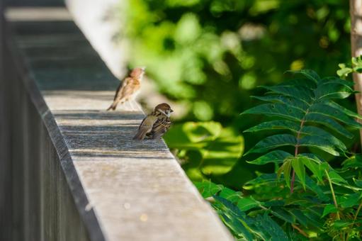 スズメ(50) 鳥,スズメ,野鳥の写真素材