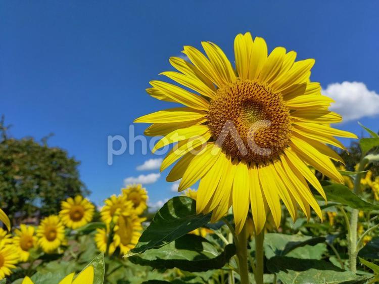 空を見上げるひまわり ひまわり,蜂,夏の写真素材