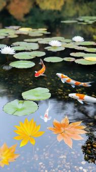 美しい錦鯉と紅葉・蓮の池 美しい錦鯉と紅葉・蓮の池の写真