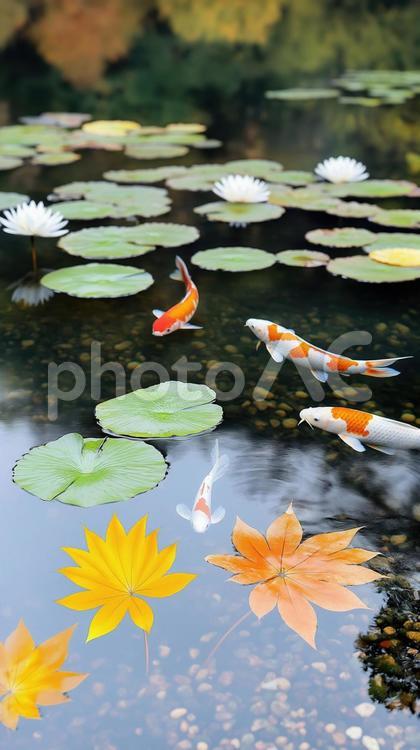 美しい錦鯉と紅葉・蓮の池 鯉,紅葉,池の写真素材