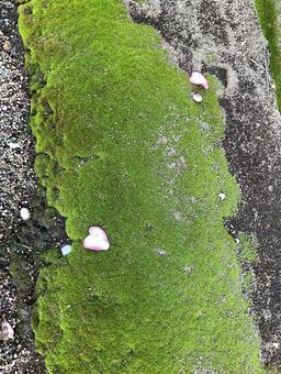 苔 苔の写真