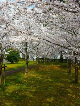 桜の花咲く春 桜の花咲く春の写真