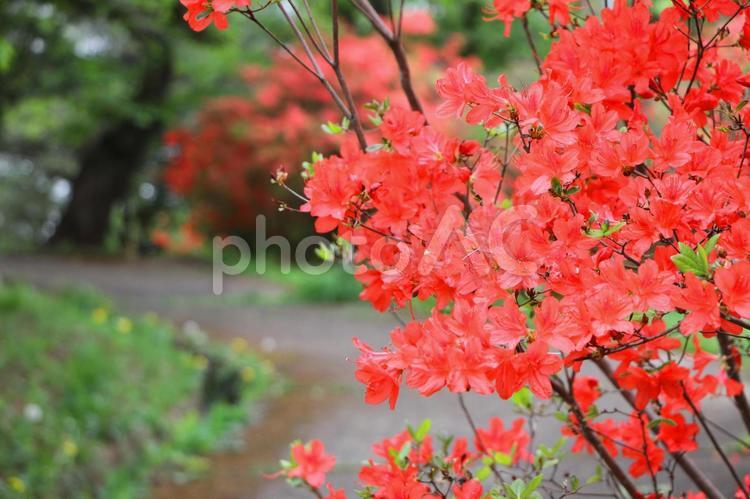 埼玉県鳩山町おしゃもじ山公園のつつじ 躑躅,ツツジ,花の写真素材