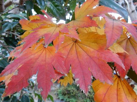 【風景写真】晩秋の風景 紅葉,葉っぱ,晩秋の写真素材