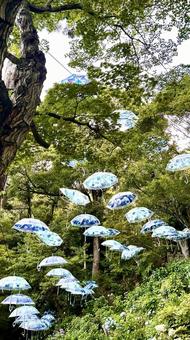 柳谷観音 アジサイ傘 柳谷観音 アジサイ傘 緑,柳谷観音,山の写真素材