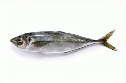 平あじ 平あじの写真