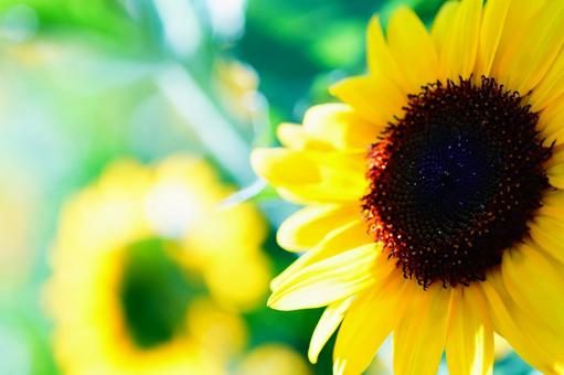 ひまわり ひまわり 花,向日葵,ひまわりの写真素材