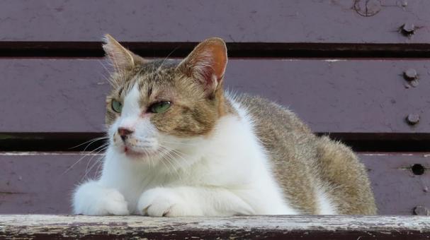ベンチの上で夕涼みしているもふもふな猫 ベンチの上で夕涼みしているもふもふな猫の写真
