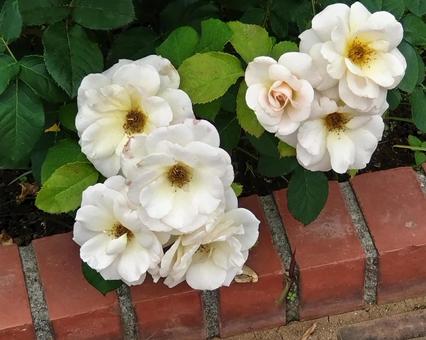 バラ バラ バラ,白薔薇,八重咲きの写真素材