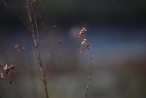 冬の枯れ草 冬の枯れ草,枯れ草,雑草の写真素材