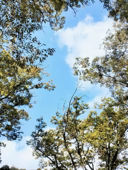 青空と木の葉 青空と木の葉 木,シルエット,木々の写真素材