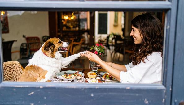 ランチ中の飼い主におねだりするチワワ ランチ中の飼い主におねだりするチワワの写真