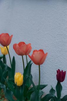 チューリップ チューリップ,春,自然の写真素材