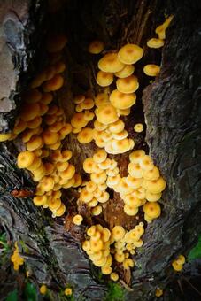 mushroom, fungi, autumn, natural, JPG