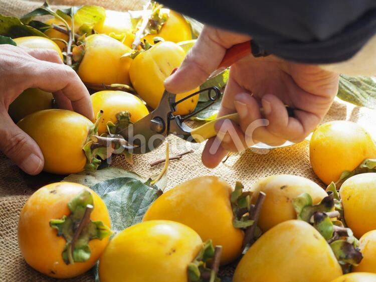 大和柿の収穫・干し柿用 柿,カキ,かきの写真素材