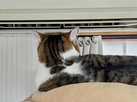 A cat taking up a position in front of the air conditioner, JPG A cat taking up a position in front of the air conditioner, JPG