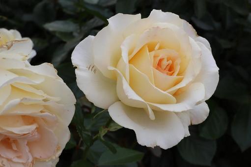 バラ園の淡い色の薔薇を撮った写真です バラ園の淡い色の薔薇を撮った写真ですの写真