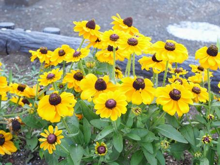 Rudbeckia, JPG