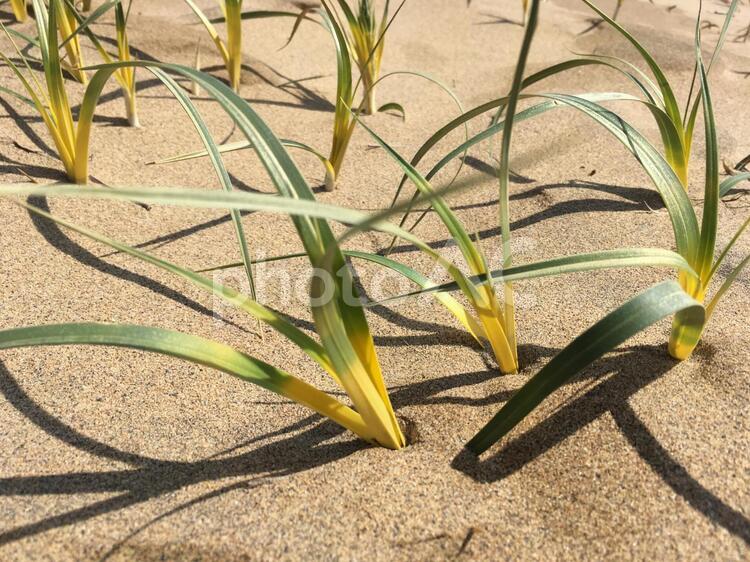 砂丘の植物 コウボウムギ,葉っぱ,砂丘の写真素材