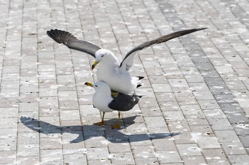 Photo, female cat, black-tailed gulls at kabushima shrine, two black-tailed gulls, 