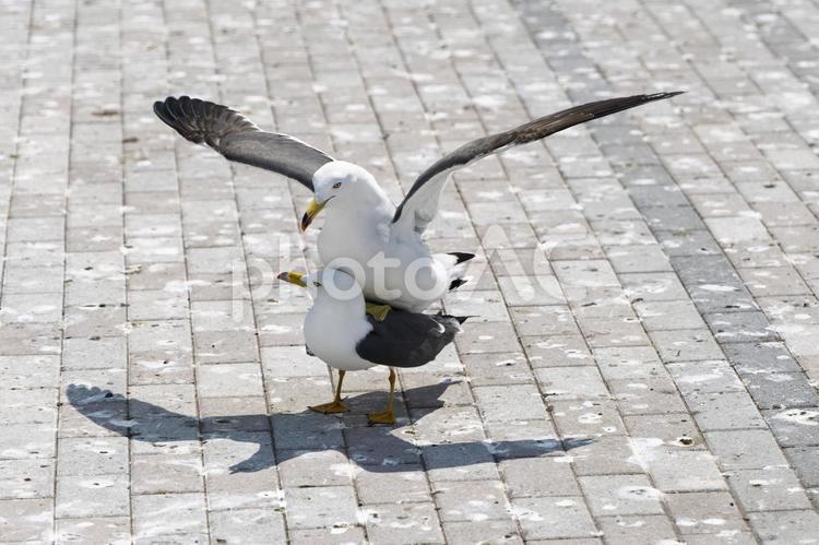 ウミネコ ウミネコ,蕪島神社のウミネコ,ウミネコ２羽の写真素材