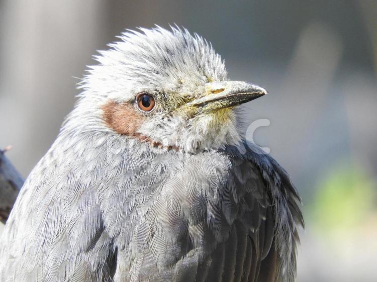 口のまわりに花粉をつけたヒヨドリ ヒヨドリ,野鳥,鳥の写真素材