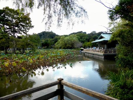 秋の鶴岡八幡宮・ぼたん園から見る源氏池 鶴岡八幡宮,池,水の写真素材