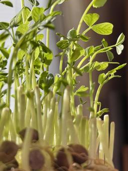 窓辺の光を浴びて伸びる豆苗の新芽 豆苗,再生栽培,エコライフの写真素材