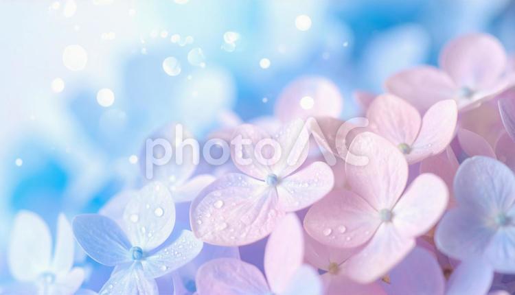 紫陽花のきらめきファンタジー 紫陽花,雫,青の写真素材