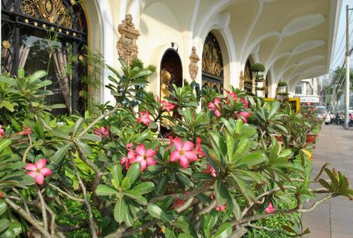 ベトナムの風景 ベトナム,花,植物の写真素材