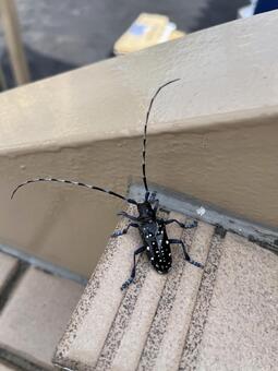 カミキリムシ カミキリムシ,昆虫,虫の写真素材