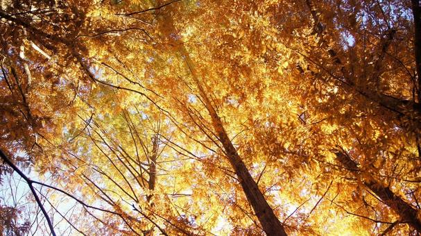 紅葉-1328 メタセコイア,オレンジ色,茶褐色の写真素材