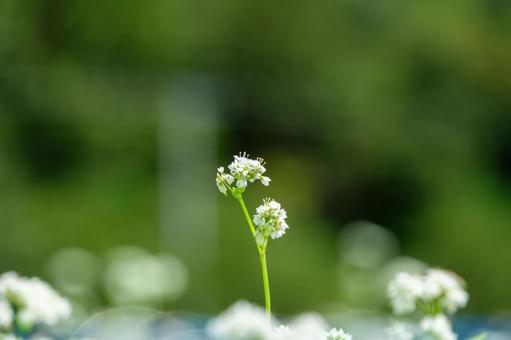 蕎麦の白い花と緑の背景 蕎麦の白い花と緑の背景の写真