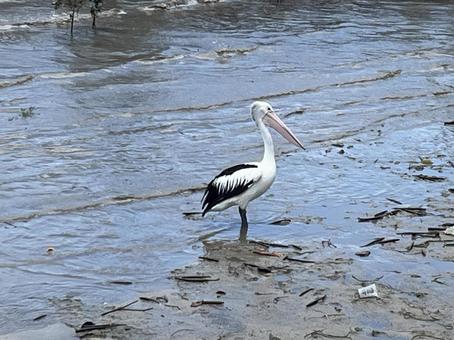 Photo, black-browed pelican, pelican, bird, 