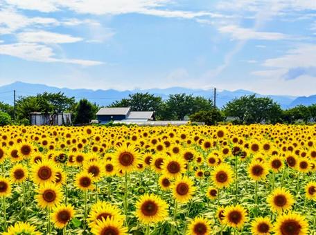ひまわり畑 ひまわり畑の写真