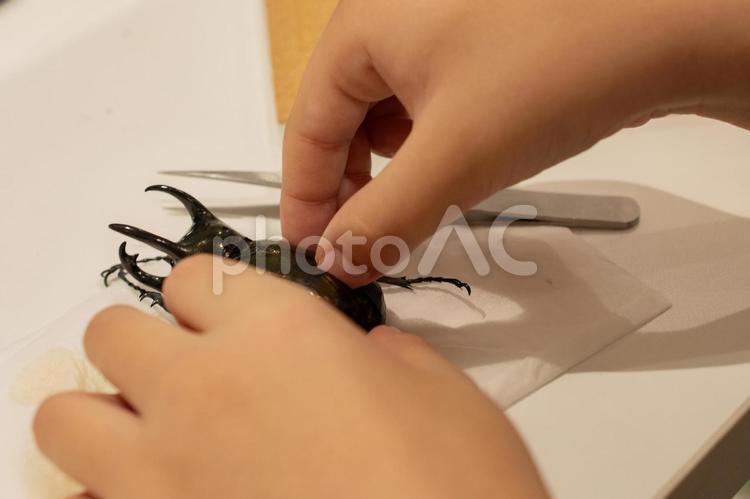 昆虫の標本作り アトラスオオカブト,カブトムシ,標本作りの写真素材