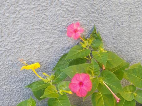 花 花の写真