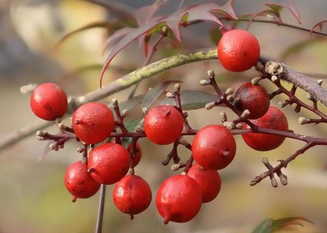 胃薬になる 南天,果実,植物の写真素材