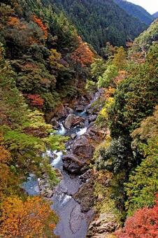 紅葉の鳩ノ巣渓谷① 鳩ノ巣渓谷,紅葉,黄葉の写真素材