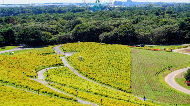 ひたち海浜公園・色づき始めたコキア&森林 ひたち海浜公園・色づき始めたコキア&森林 初秋,国営ひたち海浜公園,色づくの写真素材