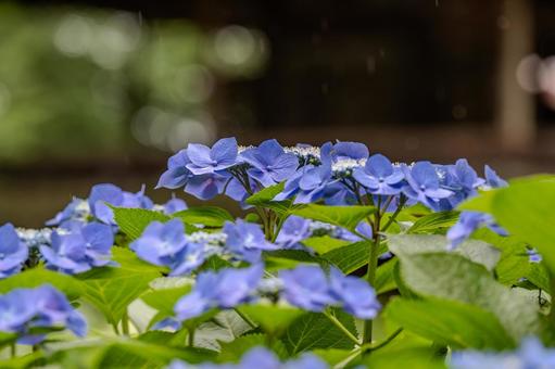 指扇アジサイまつり2025年 指扇アジサイまつり2025年 アジサイ,紫陽花,花の写真素材